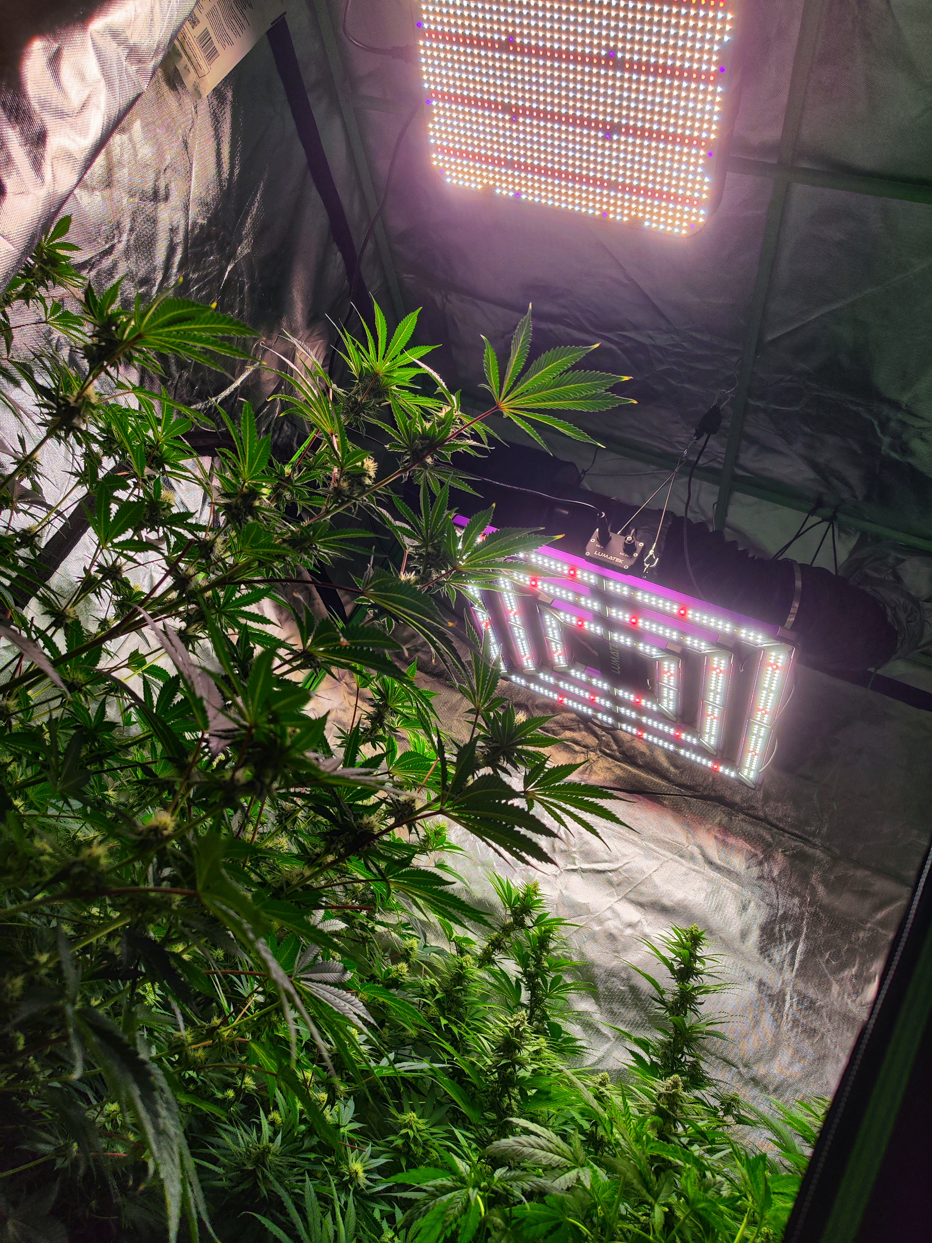LED Growlampen Vergleich Lumatek vs Fecida im Growzelt