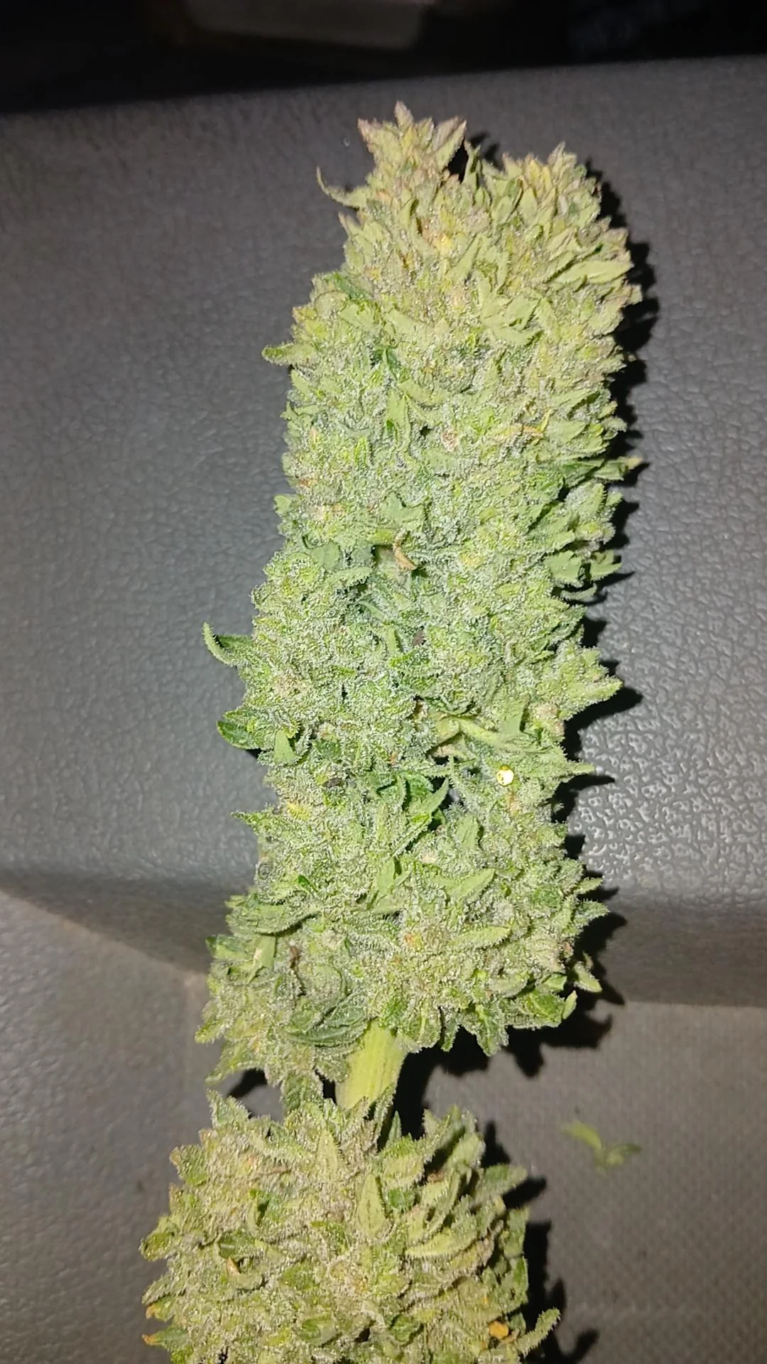 Durban Poison Bud vertikal.